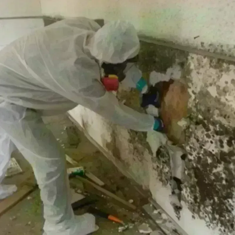 Mold Remediation and Removal in Riverside, CT